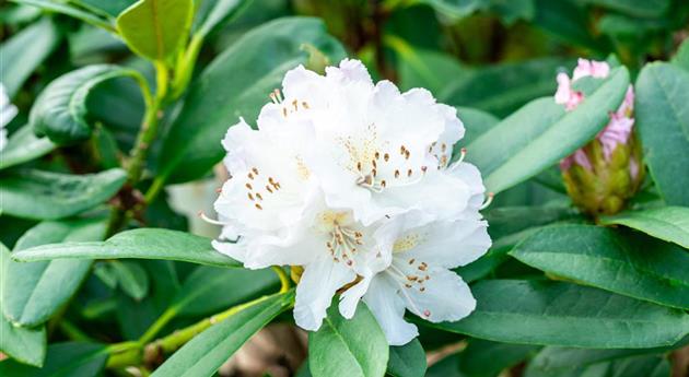 Rhododendron 'Calliope'